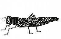 Grasshopper