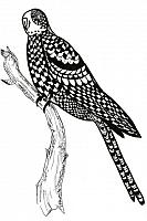 Parakeet